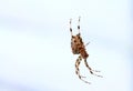 Big cross spider in a web close-up