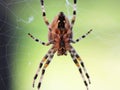 Big cross spider in a web close-up