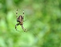 Araneus Diadematus spider Royalty Free Stock Photo