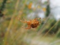 Araneus diadematus spider Royalty Free Stock Photo