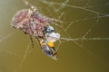 Araneus diadematus spider Royalty Free Stock Photo