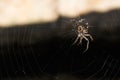 Garden Spider Sitting in the Middle of the Web and Waiting for a Prey Royalty Free Stock Photo