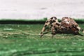 Araneus diadematus spider is sneaking... Royalty Free Stock Photo