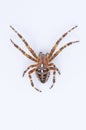 Araneus diadematus spider on white Royalty Free Stock Photo