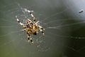 Araneus diadematus in the web, commonly called European garden spider, cross spider or crowned orb weaver, dark background with