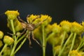 Araneus marmoreus Royalty Free Stock Photo