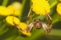 Araneus marmoreus Royalty Free Stock Photo