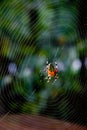 Araneus marmoreus, marbled orb weaver spider.