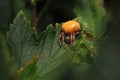 Araneus marmoreus Royalty Free Stock Photo