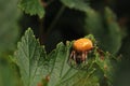 Araneus marmoreus Royalty Free Stock Photo