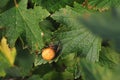 Araneus marmoreus Royalty Free Stock Photo