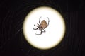 Araneus Spider on background of the moon Royalty Free Stock Photo