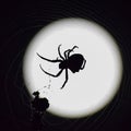 Araneus Spider on background of the moon Royalty Free Stock Photo