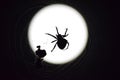 Araneus Spider on background of the moon Royalty Free Stock Photo