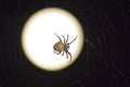 Araneus Spider on background of the moon Royalty Free Stock Photo