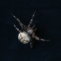 Araneus spider on black texture