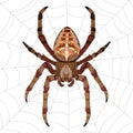 Araneus spider sitting on the web