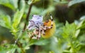 The Araneus spider wraps its prey in a web, so that it can then eat it. Royalty Free Stock Photo