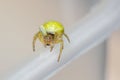 An Araniella cucurbitina spider aka Cucumber spider with a parasite Royalty Free Stock Photo