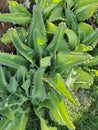 Aranto is a popular name used to refer to Kalanchoe daigremontiana