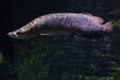 Arapaima Arapaima gigas Royalty Free Stock Photo