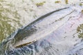 Arapaima fish