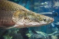 Arapaima fish - Pirarucu Arapaima gigas one largest freshwater fish and river lakes in Brazil - snake head fish