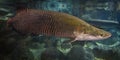 Arapaima fish - Pirarucu Arapaima gigas one largest freshwater fish and river lakes in Brazil - snake head fish