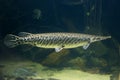 Arapaima gigas fish, also known as pirarucu