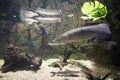 Arapaima gigas - Giant arapaima