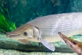 Arapaima gigas, known also as pirarucu, is a species of arapaima native to the basin of the Amazon River. Once believed to be