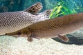 Arapaima gigas, known also as pirarucu, is a species of arapaima native to the basin of the Amazon River. Once believed to be