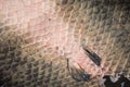 Arapaima Pirarucu skin, background Royalty Free Stock Photo