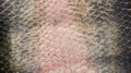 Arapaima Pirarucu skin, top view, background Royalty Free Stock Photo