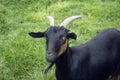 Arapana Goat Royalty Free Stock Photo