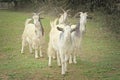 Arapawa goats with beautiful horns and white fur Royalty Free Stock Photo