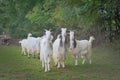 Arapawa goats with beautiful horns and white fur Royalty Free Stock Photo
