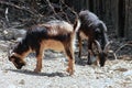 Arapawa Goats Royalty Free Stock Photo