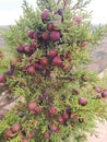 Arar mountain herbs in Algeria Royalty Free Stock Photo