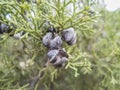 Arar Tree closeup Royalty Free Stock Photo