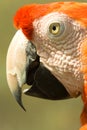 Arara parrot