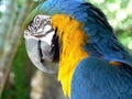 Arara bird