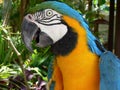 Arara bird Royalty Free Stock Photo