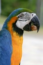 Arara brazilian bird