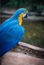 Arara Brazilian Bird