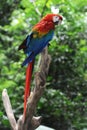 Arara Macao parrot