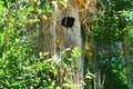 Ararajuba (Guaruba guarouba), from the Birds Park, Foz do Iguazu. Royalty Free Stock Photo