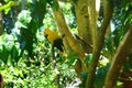 Ararajuba (Guaruba guarouba), from the Birds Park, Foz do Iguazu.