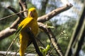 Ararajuba Guaruba guarouba or golden parakeet on a tree branch