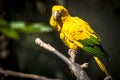Ararajuba Guaruba guarouba or golden parakeet on a tree branch. Bird has yellow color.